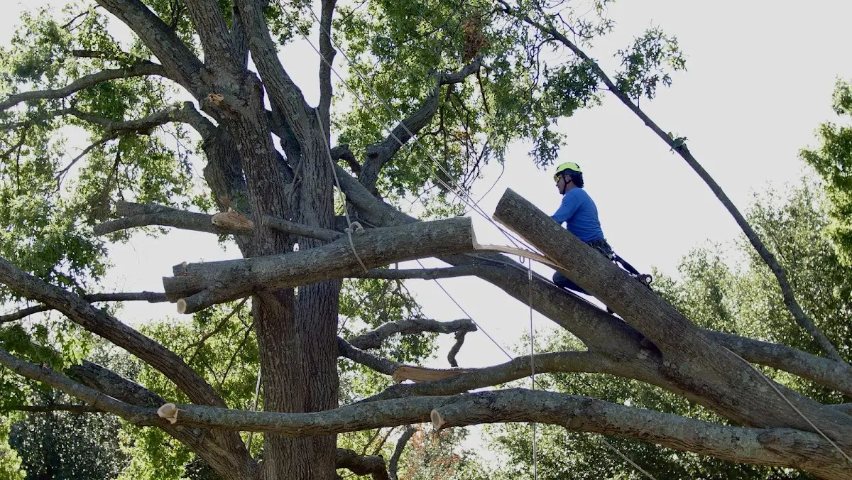 Professional Crown Thinning performed by certified arborists in Deland