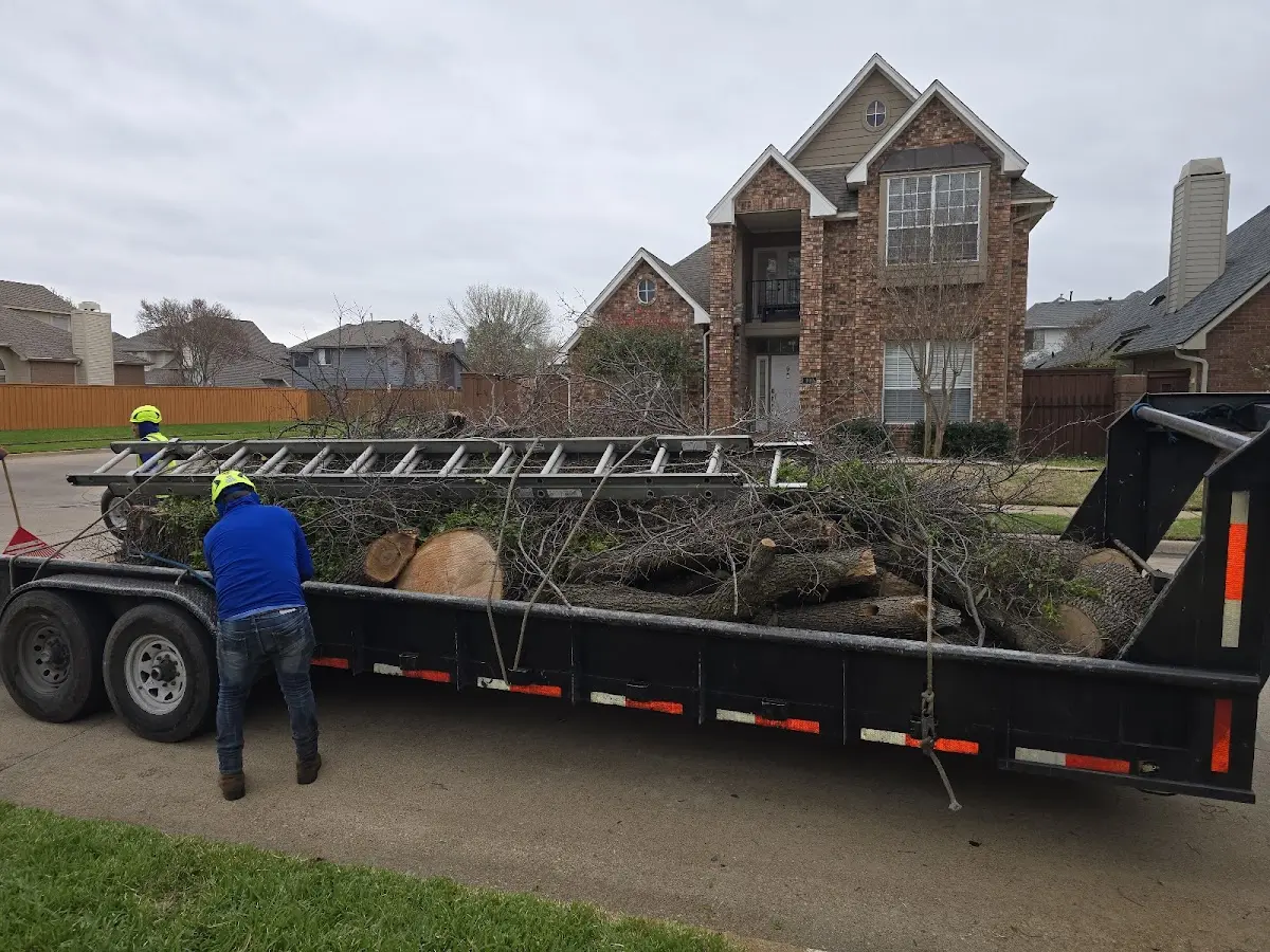 Expert Tree Pest Control with proper safety equipment in Deland
